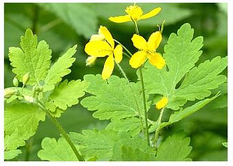 Celandine is a folk remedy that relieves inflammation of the prostate gland. 